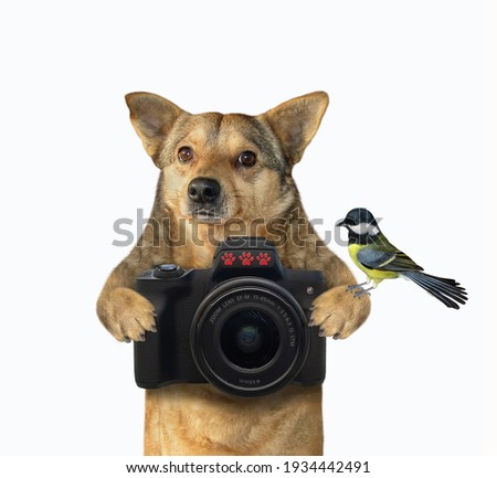 A beige dog photographer holds a black photo camera. White background. Isolated.