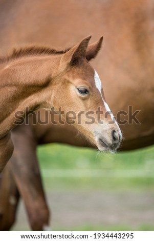 beautiful chestnut stallion foal in spring with mare outside portrait of a baby horse