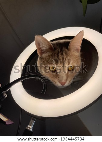 A curious ginger cat with its head stuck in a ring-shaped makeup lamp. Kitten illuminated by white light. White light lamp, reflected in the eyes of the animal. Bright highlights on the eyes.