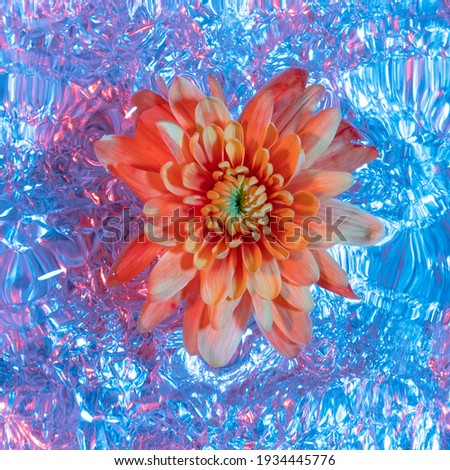 flower in water under ultra violet light. concept flat lay photography