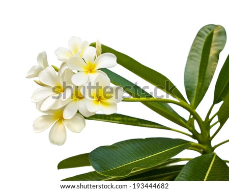 plumeria flower isolated on white
