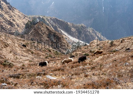 Yaks in the Himalayan Mountains of Nepal.