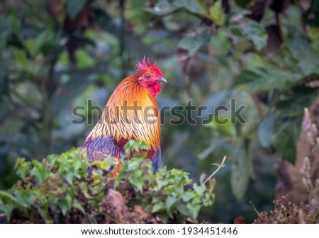 A jungle fowl living in the jungles of Nepal.