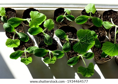 There are many peat pots with little green pumpkin sprouts on a white windowsill. Spring planting. Back sunlight.