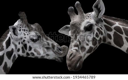 Beautiful Cute Giraffe Kissing Together