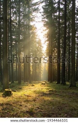 The warm  evening sunlight shining through the trees in a German forest in spring. Upright picture taken in the Taunus Region in Hesse Germany Royalty-Free Stock Photo #1934466101