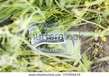 one hundred dollar on the grass