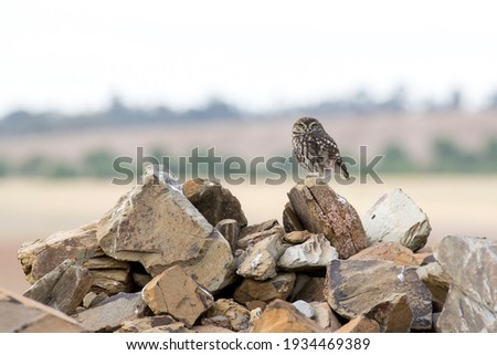 A little owl is sitting on top of a rock. He is looking at you with in the background the countryside of Castro Verde