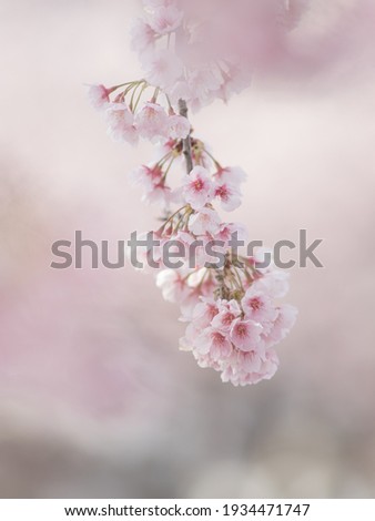 Cherry blossoms in full bloom. A Japanese spring scene.