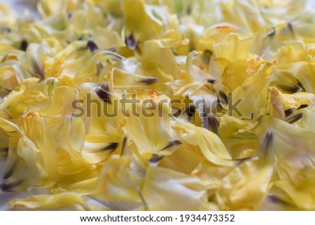 pantone 2021 yellow tulip flower petals, patterns, background