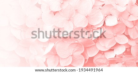 Delicate natural floral background in light pink pastel colors. Hydrangea flowers in nature close-up with soft focus. Royalty-Free Stock Photo #1934491964