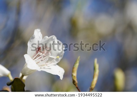 White flowers of Azalea in full bloom
