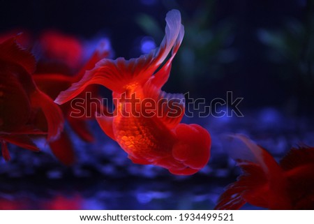 goldfish aquarium photo art japan