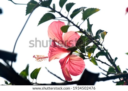 Beautiful bright red hibiscus flower in ornamental garden.