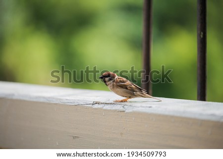A sparrow sits on the handrail of a wooden bridge