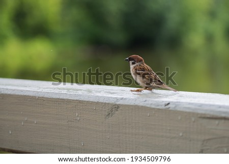 A sparrow sits on the handrail of a wooden bridge