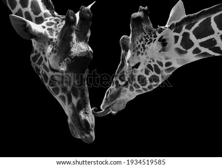 Two Giraffe In The Black Background 