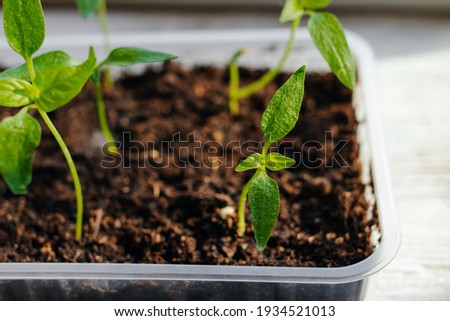 seedlings of plants for the garden