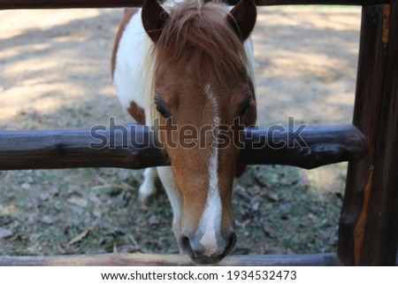 Close up photo of horse