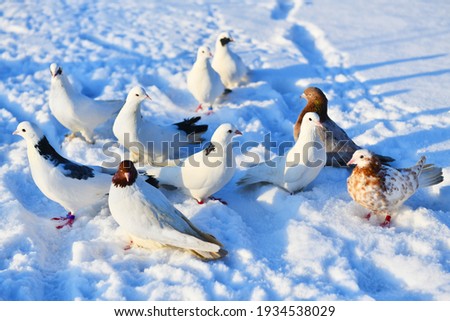 A flock of white doves with variegated spots, resting in the rays of the evening sun, sitting on the snow after a long flight.