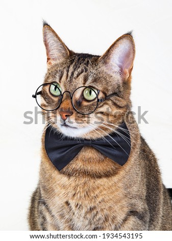 A beatutiful cat with round glasses and a black bow tie