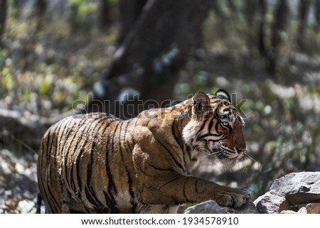 Panthera Tigris in its natural habitat at Ranthambore National Park