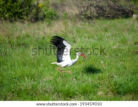 Stork fly in the natural habitat
