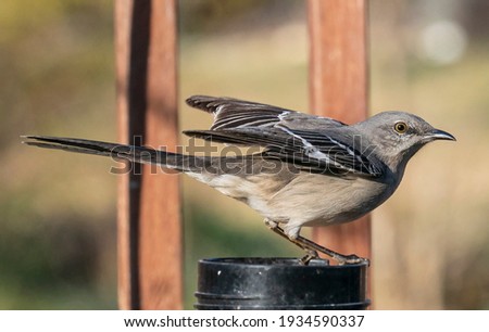 Northern Mockingbird alights on a garden bird feeder