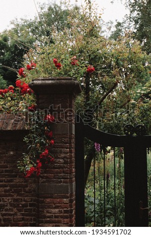 gatein amersfoort holland netherlands  with red roses in a garden scenery moody green tones and iron gate soft focus colors blooming portrait shot depth of field portrait photo