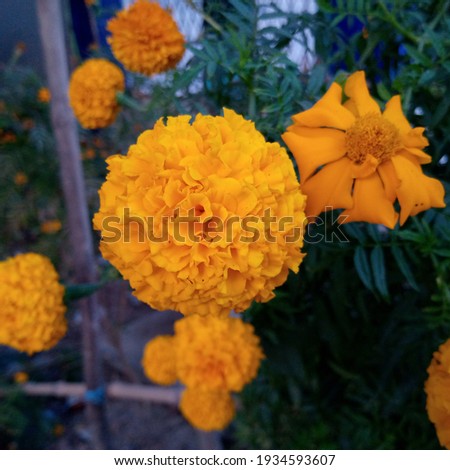 This is a picture of a marigold