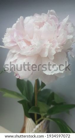 loose soft pink peony flower