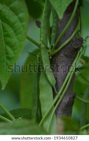 green beans among the green leaves