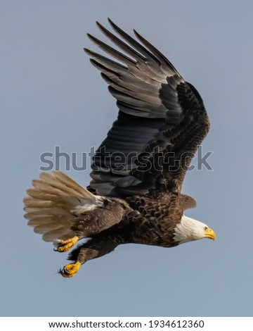 Bald Eagle in flight on a sky of blue Royalty-Free Stock Photo #1934612360