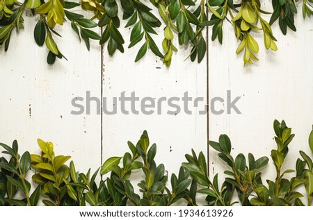 Banner. Creative frame border card with Bunch of Greenery Boxwood Twigs on white wooden rustic background. Copy space for text. Advertising , shop sales concept. Nature, Vintage retro concept.        