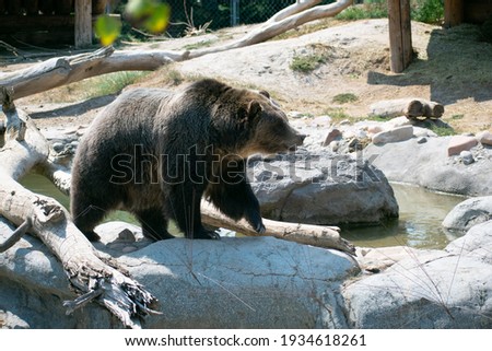 Bear walking over a rock