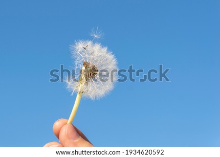 White round dandelion with some seeds blowing away on background of bright blue sky, child's hand hold stalk. Summer concept.
