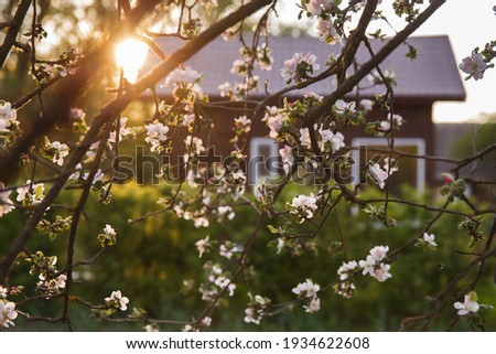 Brown village house seen through the branches of an apple tree with white flowers. Moldova. Village in the spring, blooming gardens. Evening sun rays at sunset