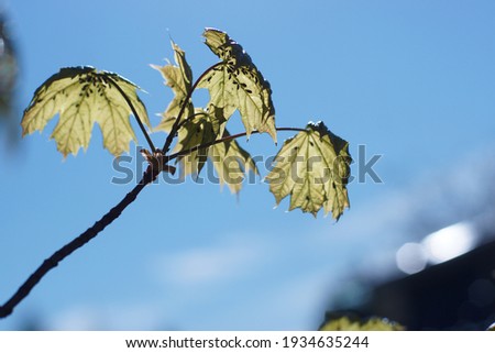 Young maple leaves covered with insects, plant disease.