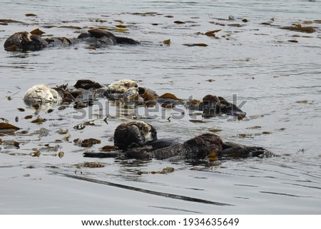 	
Sea otters enjoying a day rolling around in the kelpy waters of Morro Bay, California.