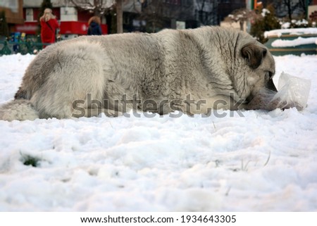 Light grey colored, big, hungry dog feeding on the snowy ground at the park in a cold winter day.