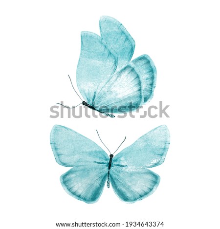 set of blue butterflies isolated on a white background. High quality photo