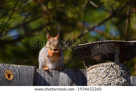 Squirrel sits on the fence and eats nut