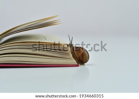 small snail slowly crawling on the open page of the book.Snail reads a book.Helix pomatia. Close-up selective focus image