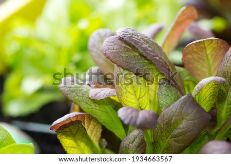 Closeup of purple lettuce leaf mustard growing in home garden bed 