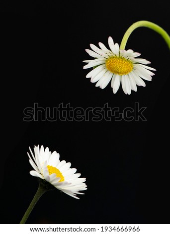 flowered daisies isolated on a black background