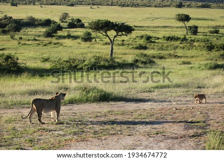 lions in kenya  massai mara