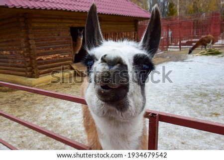 The cheerful face of a llama with big eyes protrudes from the metal fence. Russia