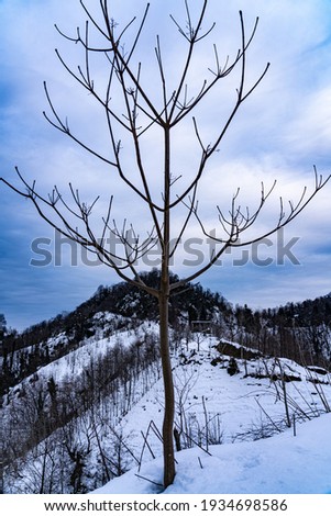 Devereaux without leaves on a background of mountains