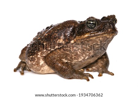 Giant Marine Toad isolated on a white background