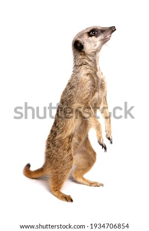 Meerkat in a studio isolated on a white background